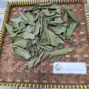 Daun Jambu Biji (Psidium guajava) Guava Dried Leaves