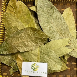 Hojas secas de cacao Daun Kakao (Theobroma Cacao)