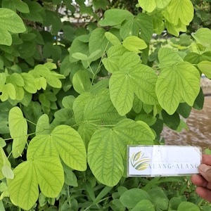May include: A close-up shot of bright green leaves with detailed veining. The leaves are shaped like hearts and densely packed, forming a rich, natural display. A small white label with the text "ALANG-ALANG" is held in the frame.
