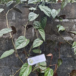 Daun Sirih (Piper Betle)  Dried Betel Leaves