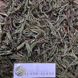 Daun Putri Malu (Mimosa pudica) Shameplant Dried Leaves