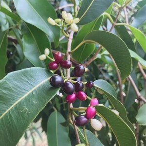 Daun Duwet (Syzygium cumini) Java Plum Drie Blätter