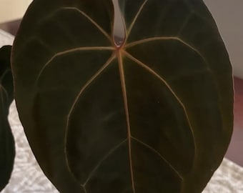Anthurium RED VEIL X BVIT from Eddy Pranoto collection