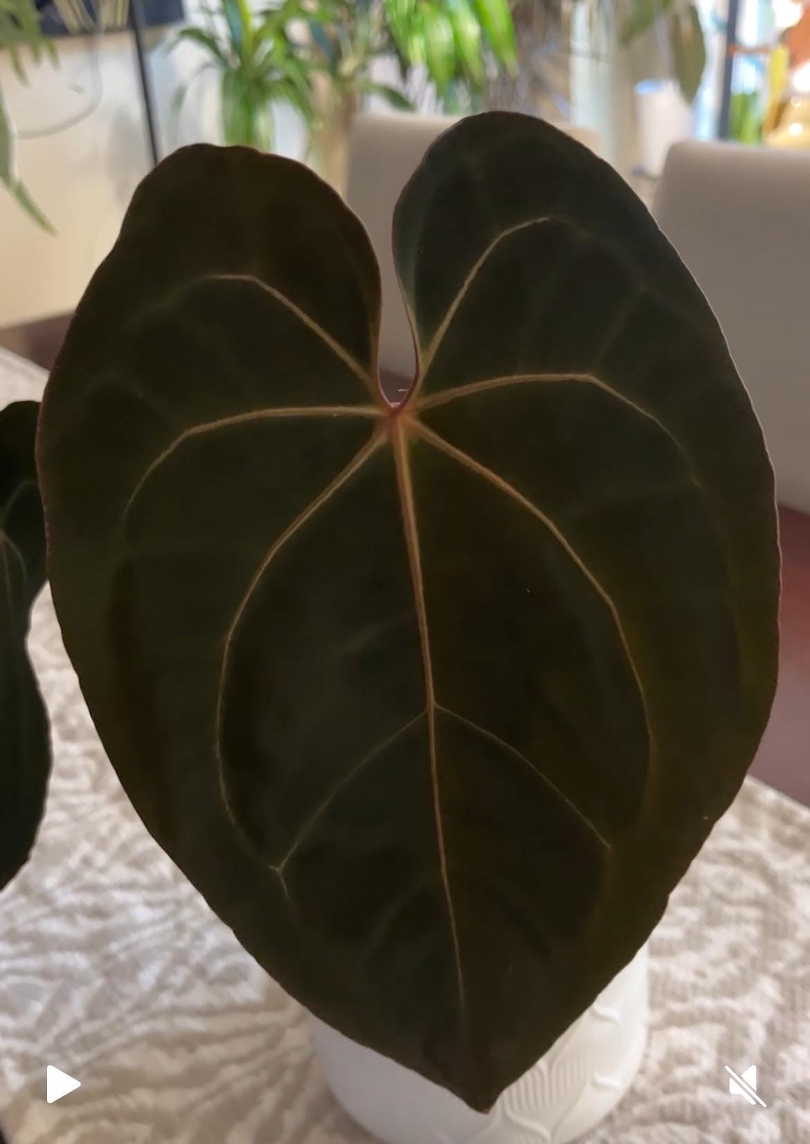 Anthurium Subsignatum - Etsy Canada