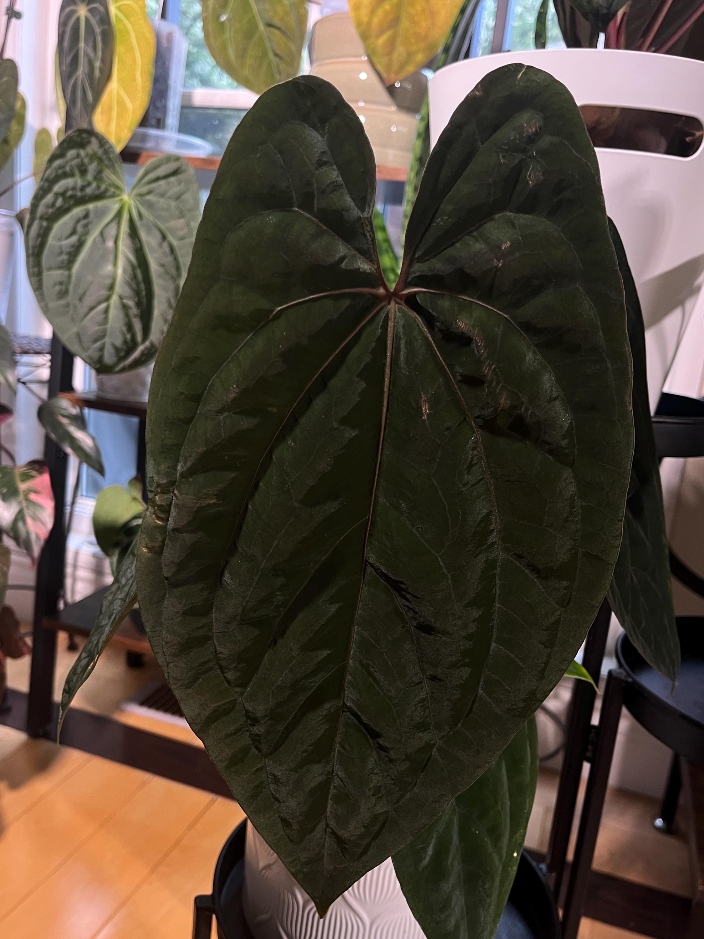 Anthurium ace of spades dark - Etsy 日本