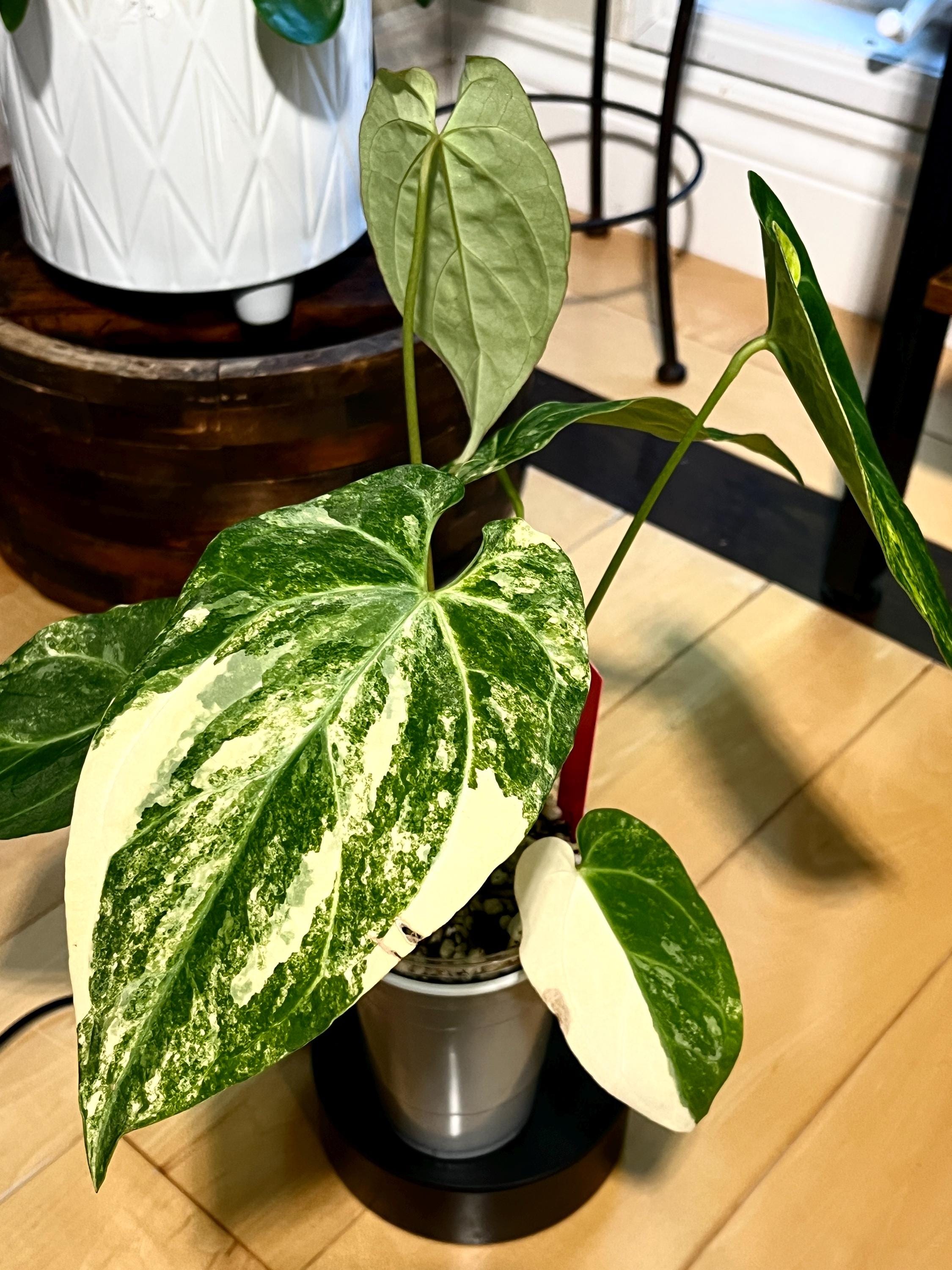 Anthurium zara x anthurium michelle - Etsy 日本