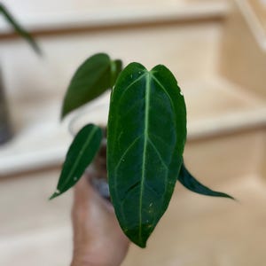 olivenbaum als bonsai Olivenbaum ,60 Jahre, knorriger Gartenbonsai – toskanagartenshop