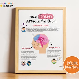 Könnte beinhalten: Ein gerahmtes Lehrplakat mit dem Titel „Wie Trauma das Gehirn beeinflusst“. Das Poster zeigt Illustrationen von Gehirnbereichen, darunter präfrontaler Kortex, Amygdala und Hippocampus, mit Beschreibungen ihrer Funktionen. Ein orangefarbener Kreis mit „Sofort-Download“ befindet sich unten rechts.