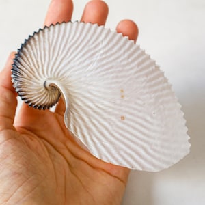 May include: A nautilus shell with a white, ribbed surface and a dark brown edge. The shell is held in a hand, showcasing its spiral shape and natural texture. The shell's intricate design is a testament to nature's artistry.