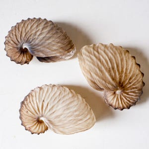 May include: Three nautilus shells with a spiral design and a mix of brown and cream colors. The shells are arranged on a white surface, showcasing their intricate patterns and textures.