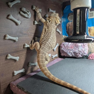 May include: A bearded dragon climbing a wall with bone-shaped climbing holds. The reptile is tan and brown, with a spiky back. The wall is brown, and the climbing holds are light grey. The enclosure has a black base and a heat lamp.