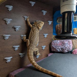 May include: A bearded dragon lizard climbs a wooden wall with grey climbing holds. The lizard is tan and brown, with textured skin. The wall is brown, and the climbing holds are grey. A heat lamp is visible in the background.