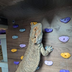 3D Printed Reptile Climbing Wall Rocks, Terrarium Decor for Lizards & Geckos, Custom Rock Wall Pieces, Enclosure Accessories (20 Pack)