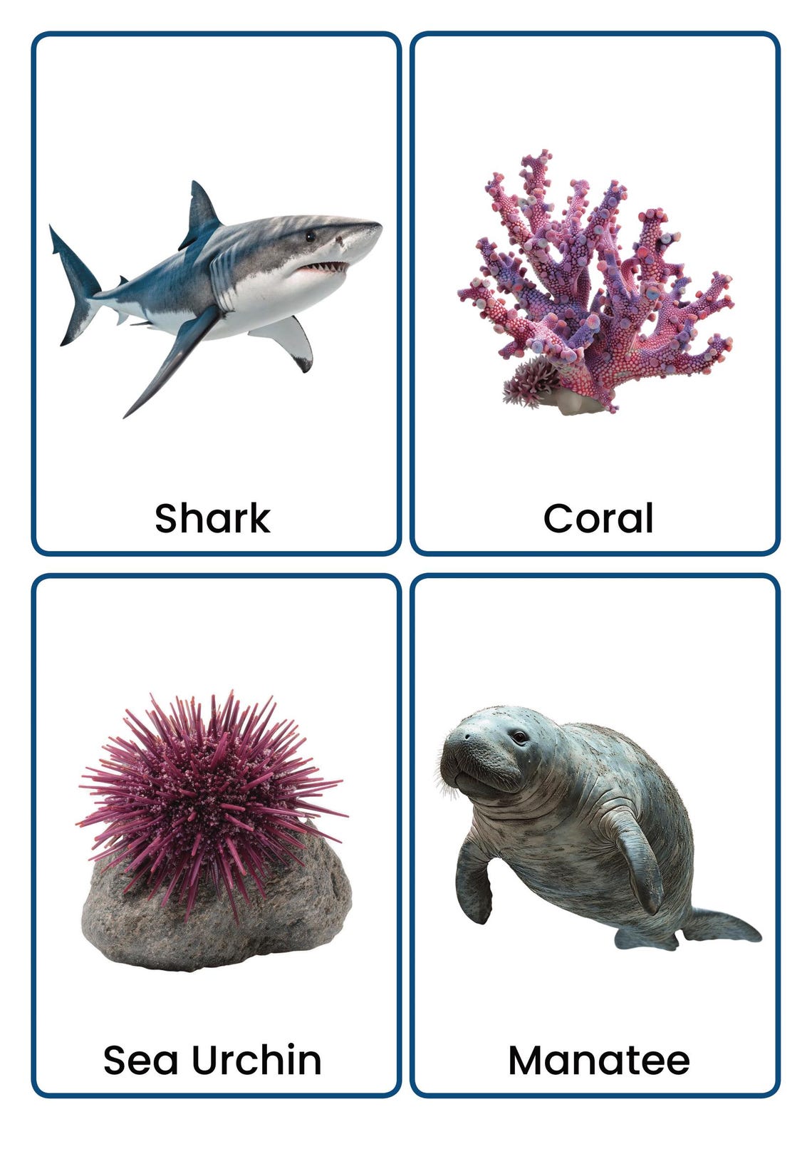 Sea Animals Flashcards | Real Photo Animal Vocabulary Cards for Kids ...