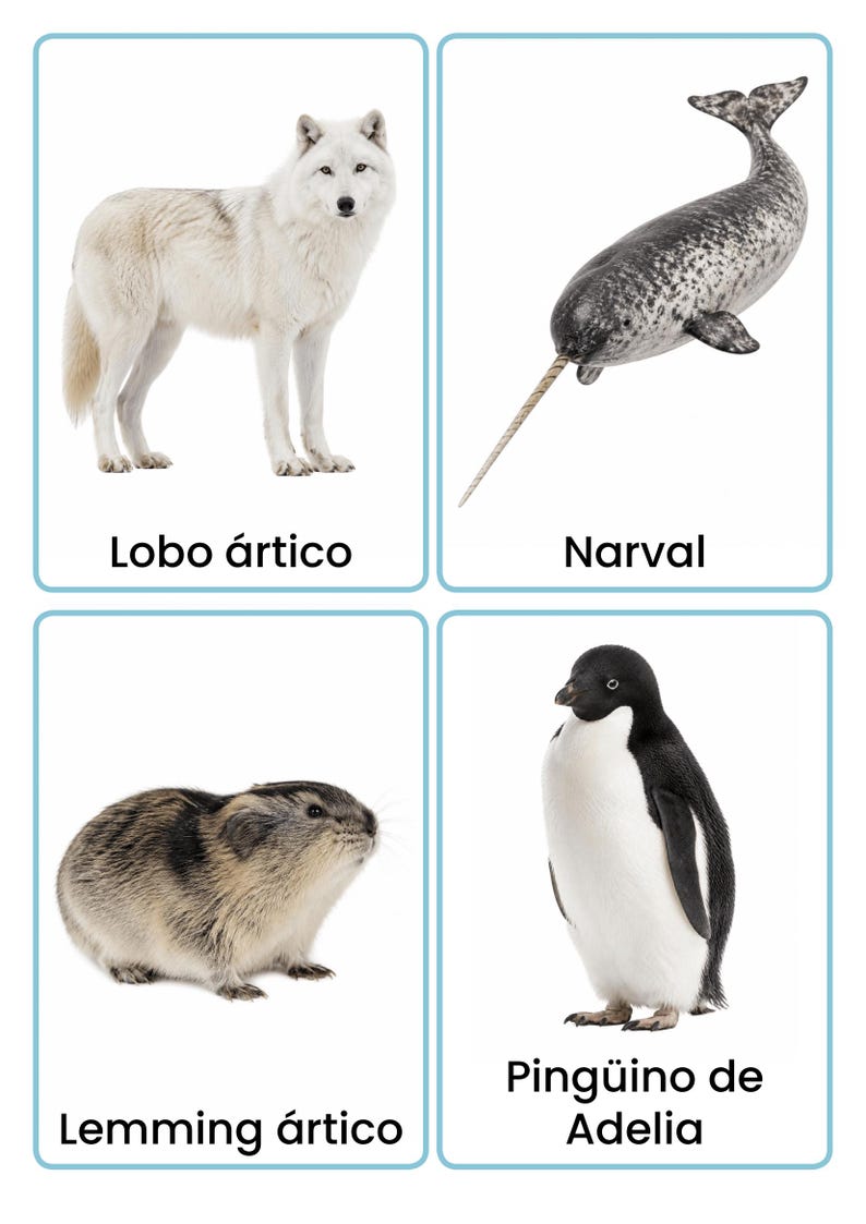 Spanish Polar Animals Flashcards | 28 Real Photo Vocabulary Cards for ...