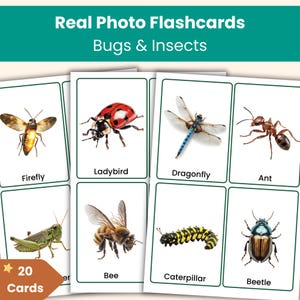 Tarjetas de vocabulario de insectos y bichos / Tarjetas de vocabulario de animales con fotos reales para niños / Preescolar y jardín de infantes