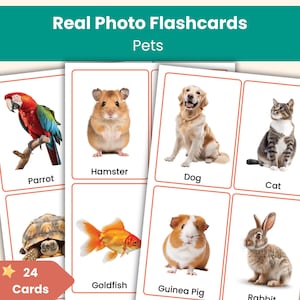 Könnte beinhalten: Bildkarten mit Fotos von Haustieren wie Papagei, Hamster, Hund, Katze, Schildkröte, Goldfisch, Meerschweinchen und Kaninchen. Die Karten tragen die Aufschrift "Real Photo Flashcards" und "Pets", mit "24 Cards" in einer Ecke.