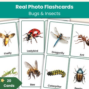 Bugs and Insects Flashcards | Real Photo Animal Vocabulary Cards for Kids | Preschool & Kindergarten