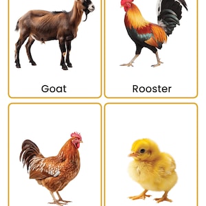May include: Four rectangular educational cards with gold borders. The top left card shows a brown goat with the text Goat. The top right card shows a colorful rooster with the text Rooster. The bottom left card shows a brown hen with the text Hen. The bottom right card shows a yellow chick with the text Chick.