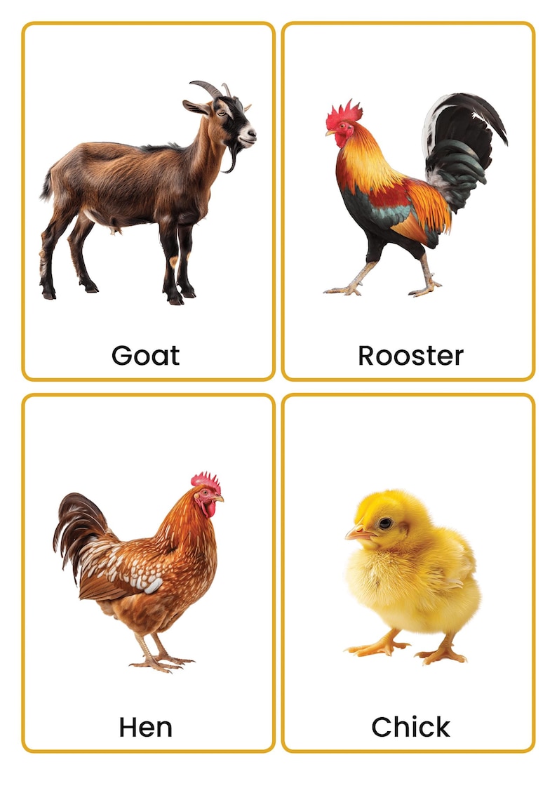 May include: Four rectangular educational cards with gold borders. The top left card shows a brown goat with the text Goat. The top right card shows a colorful rooster with the text Rooster. The bottom left card shows a brown hen with the text Hen. The bottom right card shows a yellow chick with the text Chick.