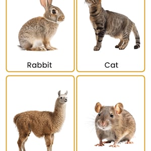 May include: A set of four educational cards with gold borders, each featuring a realistic animal illustration and its name in black text: a brown rabbit labeled Rabbit, a tabby cat labeled Cat, a brown llama labeled Llama, and a mouse labeled Mouse.