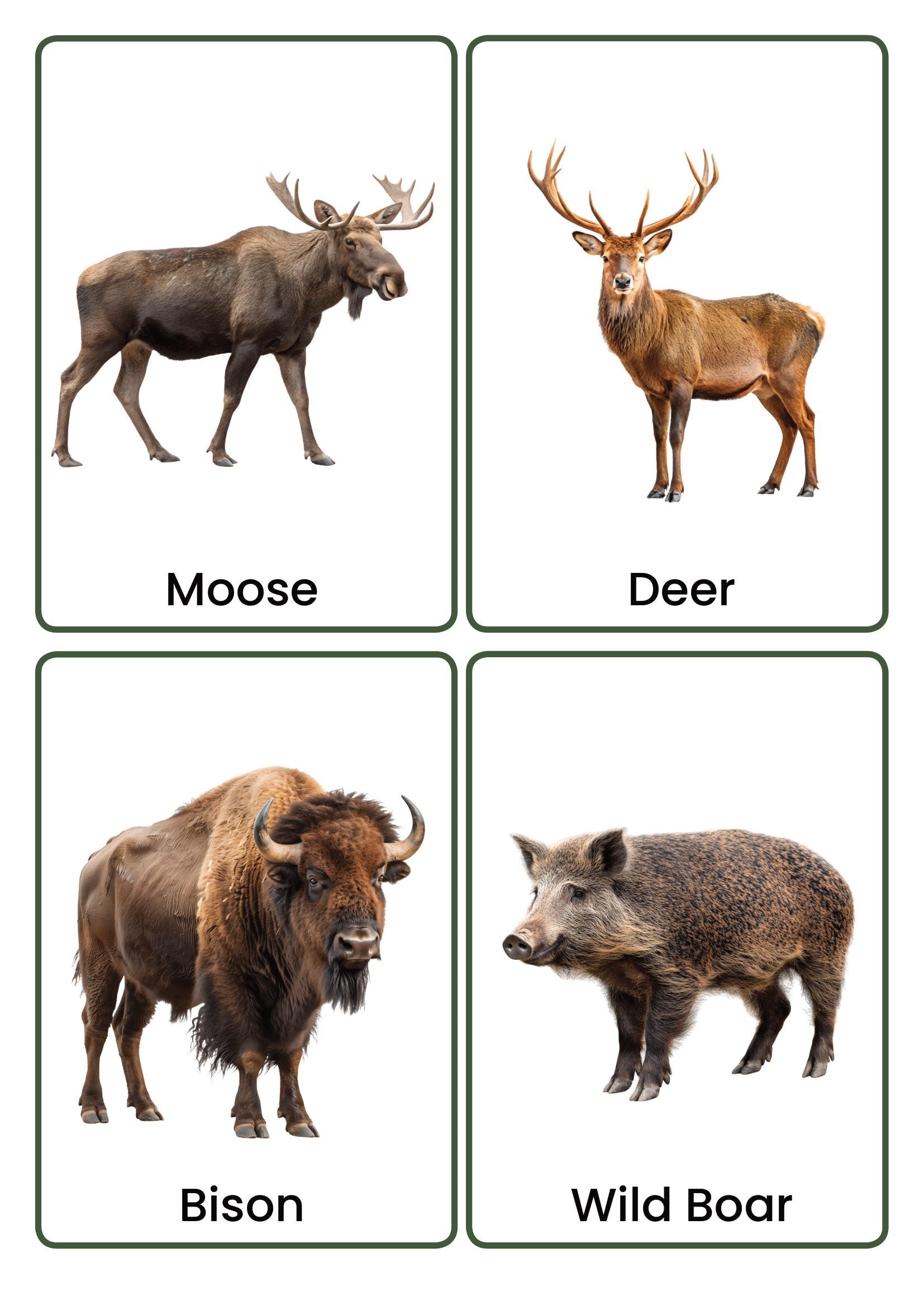 Forest Animals Flashcards | Real Photo Animal Vocabulary Cards for Kids ...