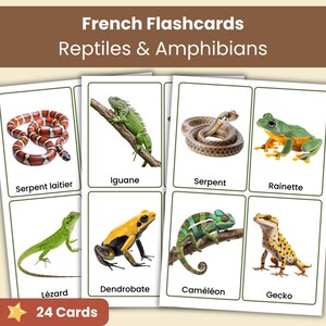 Può includere: Un set di flashcard educative intitolato French Flashcards Reptiles & Amphibians, composto da 24 carte con immagini di animali come serpenti, rane e lucertole. Ogni carta mostra una fotografia di un rettile o anfibio con il relativo nome francese stampato in nero sotto l'immagine.