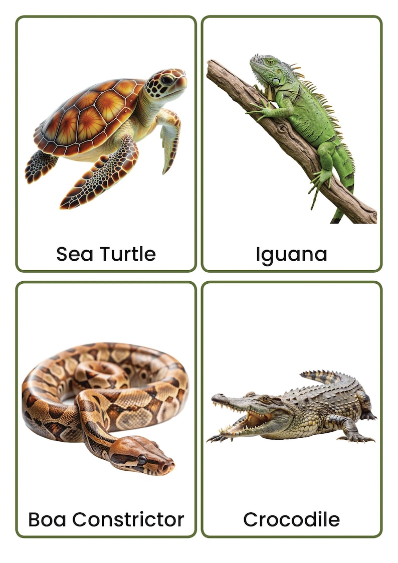 Reptiles and Amphibians Flashcards | Real Photo Animal Vocabulary Cards ...