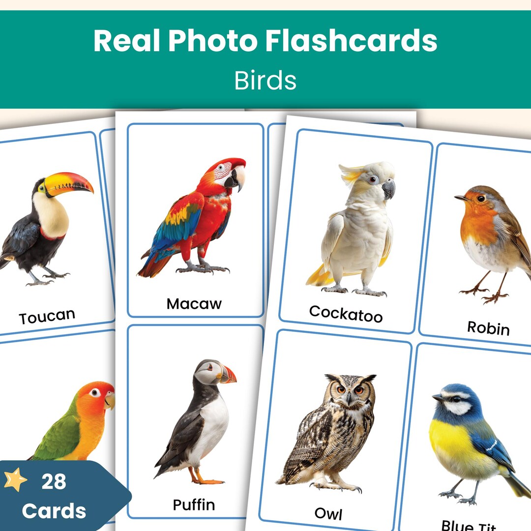 Birds Flashcards | Real Photo Animal Vocabulary Cards for Kids ...