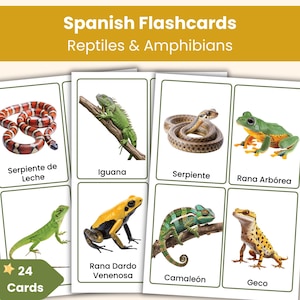 May include: Spanish flashcards featuring reptiles and amphibians. The cards display images of a milk snake, iguana, snake, tree frog, lizard, poison dart frog, chameleon, and gecko. The set includes 24 cards.