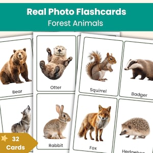 Waldtiere Karteikarten | Echte Foto-Tier-Wortschatzkarten für Kinder | Vorschule & Kindergarten