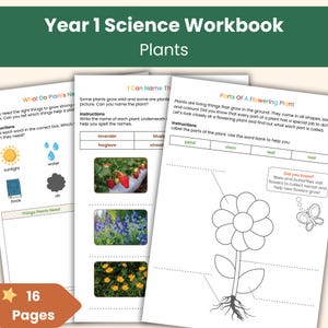 Cuaderno de trabajo sobre plantas para primer año / Fichas de ciencias para primaria (KS1) / Currículo nacional / Recurso didáctico imprimible para ciencias