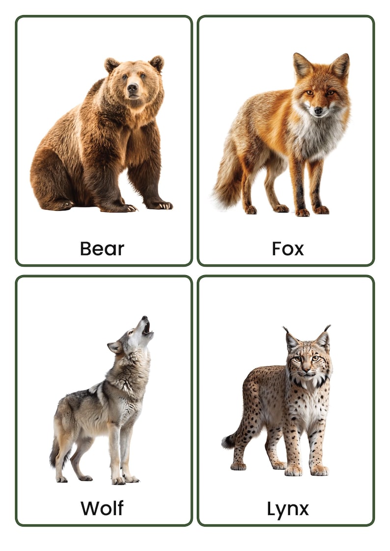 Forest Animals Flashcards | Real Photo Animal Vocabulary Cards for Kids ...