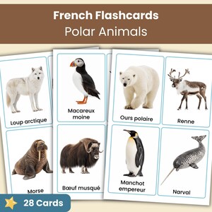 May include: A set of educational flashcards titled French Flashcards Polar Animals, featuring 28 cards with images of arctic wildlife including a wolf, puffin, polar bear, reindeer, walrus, muskox, penguin, and narwhal with French labels.