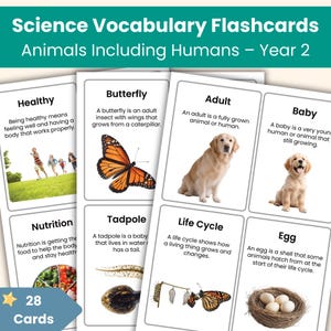 Schede didattiche di scienze per la seconda elementare: Animali, compreso l'uomo / Crescita, esercizio fisico, vita sana / Schede didattiche di scienze stampabili