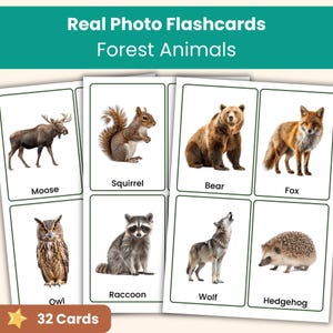 May include: A set of educational flashcards titled Real Photo Flashcards Forest Animals, featuring 32 cards. Each card displays a realistic animal image with its name printed below, including a moose, squirrel, bear, fox, owl, raccoon, wolf, and hedgehog.