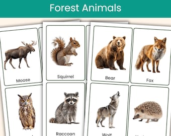 Forest Animals Flashcards | Woodland Animals, Animal Vocabulary | Printable Real Photo Flashcards