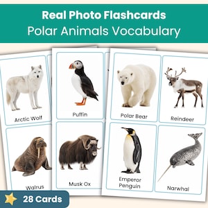 Puede incluir: Un conjunto de tarjetas educativas titulado Real Photo Flashcards Polar Animals Vocabulary. Las tarjetas muestran imágenes de un lobo ártico, frailecillo, oso polar, reno, morsa, buey almizclero, pingüino emperador y narval con sus nombres impresos debajo.
