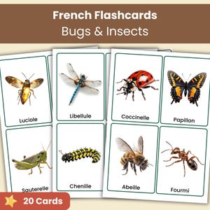 Puede incluir: Un conjunto de 20 tarjetas educativas tituladas French Flashcards Bugs & Insects. Cada tarjeta presenta una ilustración realista de un insecto con su nombre en francés impreso debajo, incluyendo luciérnaga, libélula, mariquita, mariposa, saltamontes, oruga, abeja y hormiga.