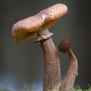 Puede incluir: Fotografía de dos setas en un entorno forestal. La seta más grande tiene un sombrero marrón claro moteado y un tallo grueso y marrón. La seta más pequeña es de color marrón oscuro. Se encuentran sobre un fondo verde y gris borroso.