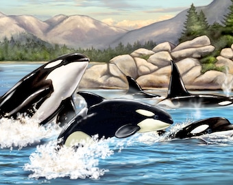 Killer Whales of the Northwest, Fine Art Print