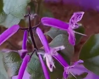 Live plant,   Plectranthus 'Mona Lavender plants in 6 inch high pot.