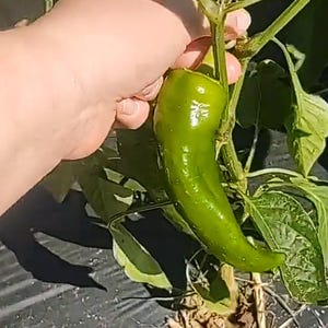 May include: A vibrant green pepper, still attached to its plant, is held by a hand. The pepper is long and slightly curved, with a glossy surface. The plant has green leaves and is growing in a garden setting.