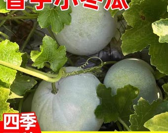 Semillas /10 semillas de melón de invierno chino冬瓜 种子 四季可种