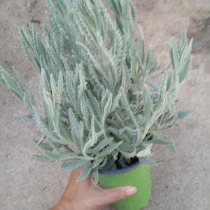 Live Plant, Lavender Goodwin Greek Plants in 6 Inch High Pot/ 1 Gallon Pot  - Etsy