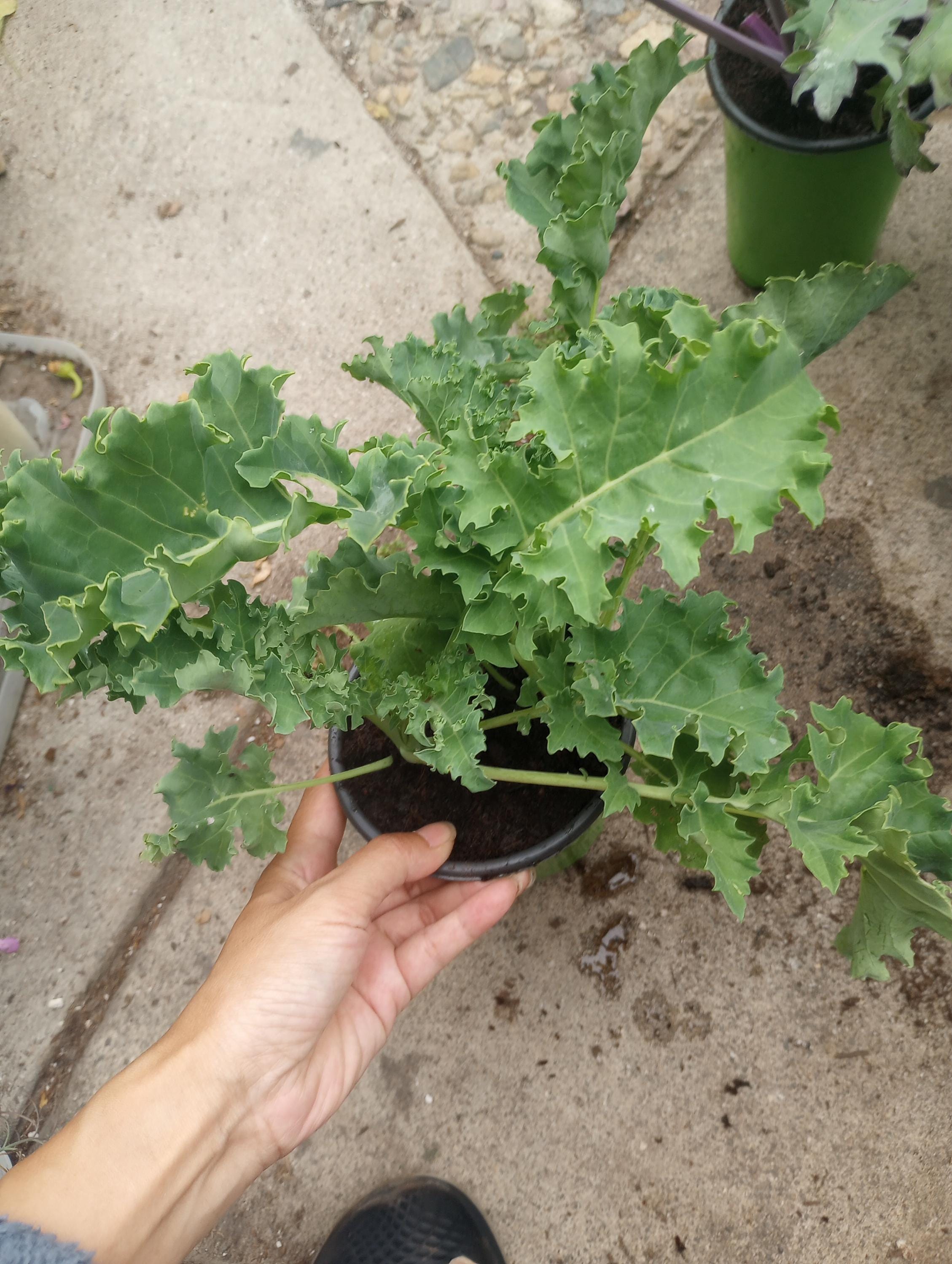 Live plants, 3 Kale Bates blue curled kale plants in 6 inch pot
