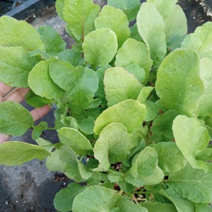 May include: A close-up shot of a cluster of vibrant green radish leaves. The leaves are broad, with a slightly textured surface and visible veins. The plant is in a dark container, suggesting it's ready for transplanting or sale.