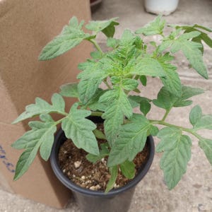 May include: A small green tomato plant in a black plastic pot. The plant has several leaves and is growing in a brown soil.