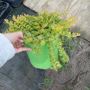 Live plant,1 GL ' (Golden Creeping Jenny) is a versatile, fast-spreading perennial, hardy in USDA Zones 3–10. Known for its bright chartreus