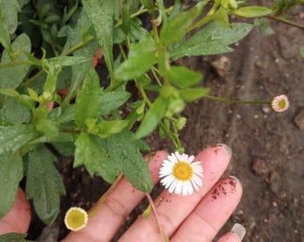 Live plant, Erigeron fleabane or Santa Barbara daisy in 4 inch high pot